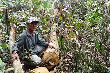 Chính thức thanh tra vụ “phá rừng nuôi bò”