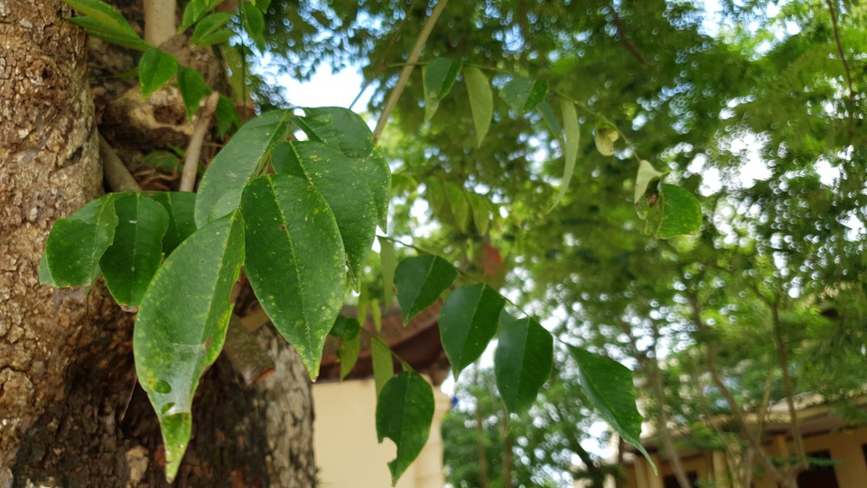 Sau cây sưa 24,5 tỷ đồng, làng Đông Cốc lại bán thêm 1 cây sưa tiền tỷ - 7 Sau cây sưa 24,5 tỷ đồng, làng Đông Cốc lại bán thêm 1 cây sưa tiền tỷ - 7
