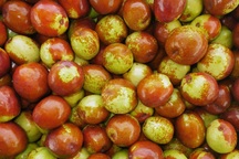 Đắt gấp đôi hàng Mỹ, táo Tàu tươi "hút khách" săn lùng