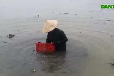 Vất vả nghề cào vẹm