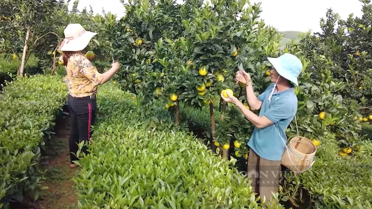 Trồng cam rốn lồi độc, lạ, anh nông dân có cơ ngơi tiền tỷ - 1 Trồng cam rốn lồi độc, lạ, anh nông dân có cơ ngơi tiền tỷ - 1