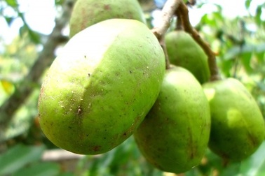 Lợi ích sức khỏe của quả cóc