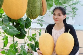 Mẹ đảm ở TPHCM biến sân thượng 50m2 thành vườn dưa, thu trăm trái mỗi vụ