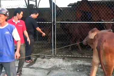 Hàng chục con bò chạy rông trên quốc lộ bị gom về trụ sở thị trấn