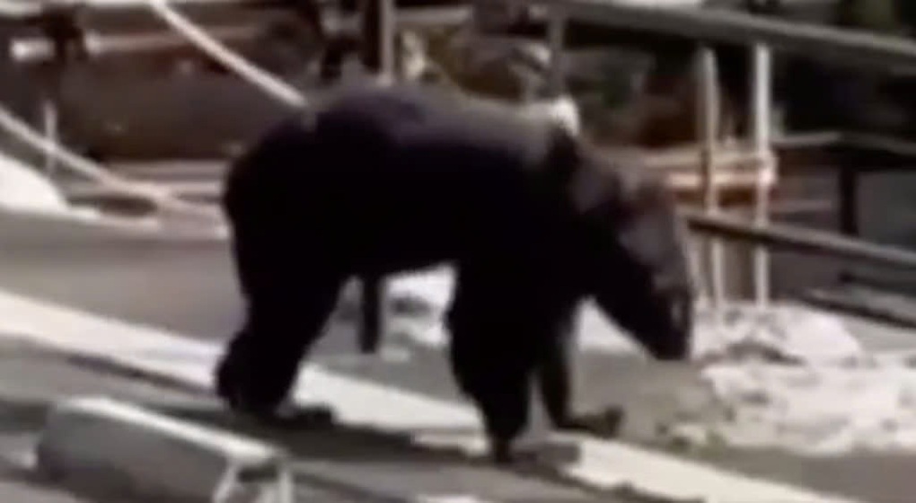 Gấu tấn công ngay trong quán mì, đầu bếp chống trả rồi… làm tiếp - 1