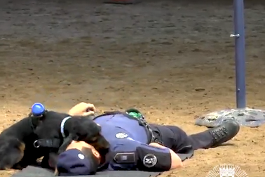 Chú chó biết cấp cứu hồi sức thuần thục cho người