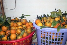 Dân công sở liều vay tiền tỷ buôn đồ Tết