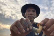 Đào "con thấy ghê" bán thu tiền triệu đồng