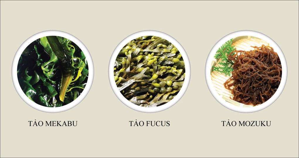 Bảo vệ sức khỏe trong mùa bệnh cùng fucoidan - 2 Bảo vệ sức khỏe trong mùa bệnh cùng fucoidan - 2