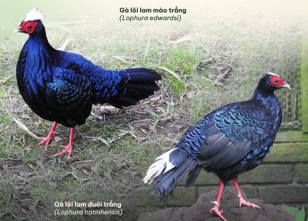 Hai loài gà lôi chỉ có tại Việt Nam, cực kỳ quý hiếm và sắp bị tuyệt chủng