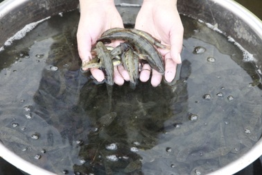 Thụ tinh nhân tạo cho đặc sản cá bống cát sông Trà Khúc