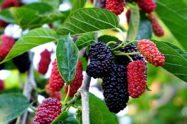 Các loại trái cây người mắc bệnh gan nên ăn thường xuyên