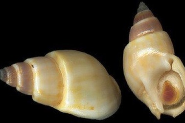 Ăn phải ốc biển có độc tố cực mạnh, một người tử vong