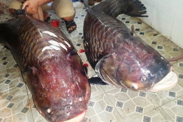 Cặp cá hô “khủng” nặng hơn 250kg từ Lào về TPHCM