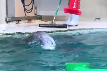 Chú rái cá biết phụ giúp nhân viên vệ sinh dọn dẹp chuồng