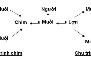 Cục Y tế dự phòng bác thông tin viêm não Nhật Bản do ăn vải
