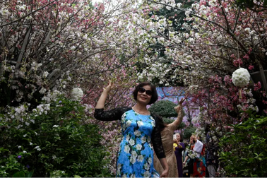 Ngắm hàng vạn cành hoa anh đào khoe sắc bên hồ Gươm