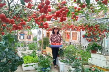 Quả trĩu cành, hoa bốn mùa trên sân thượng của người phụ nữ tại Hải Phòng