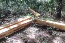 Phát hiện vụ phá rừng nghiêm trọng tại khu bảo tồn thiên nhiên