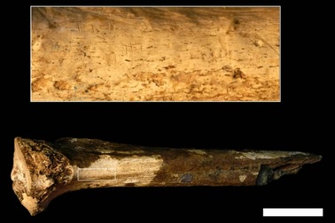 Một xương ống chân hé lộ sự ăn thịt đồng loại của tổ tiên chúng ta