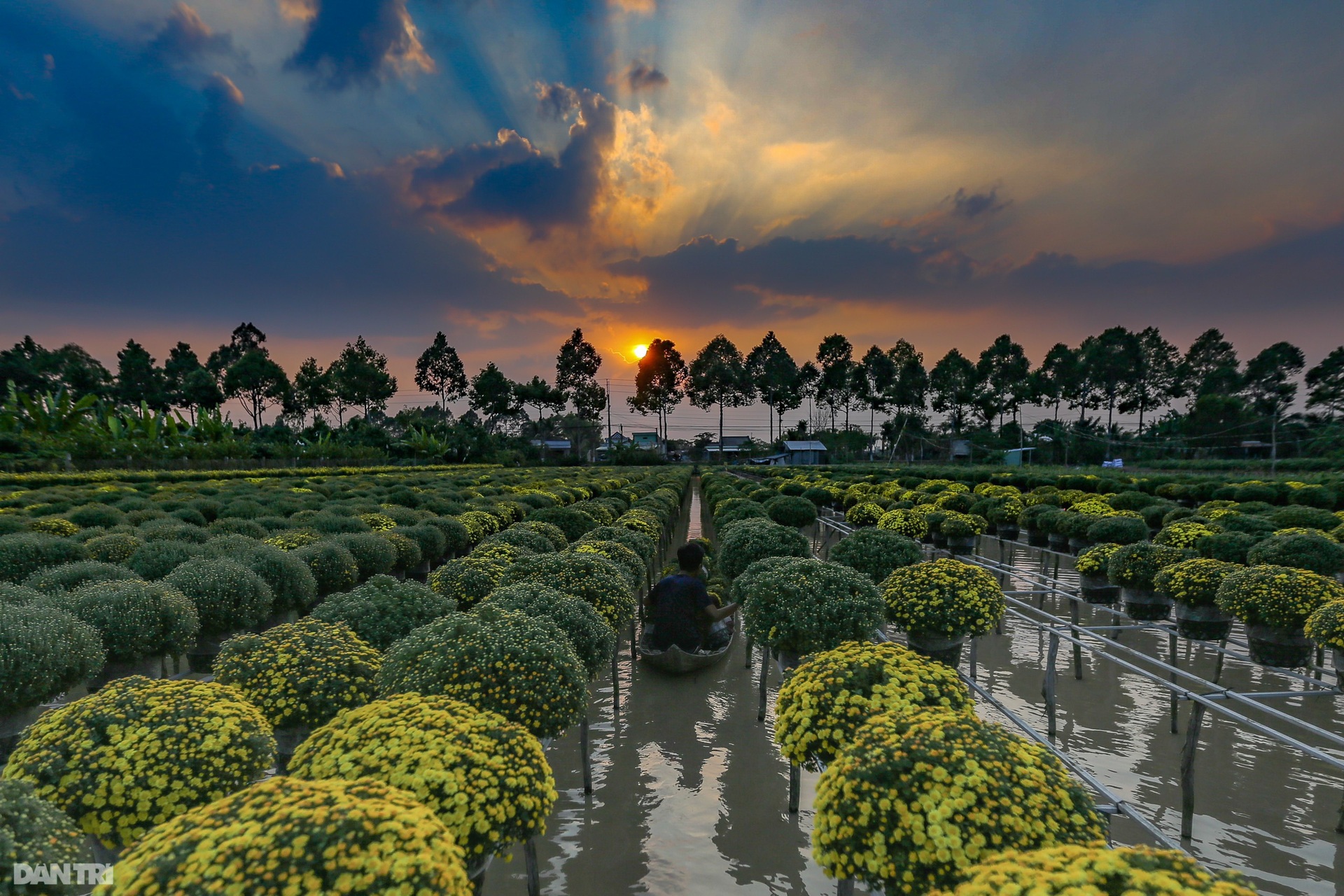 Làng hoa lớn nhất miền Tây vào vụ Tết - 10