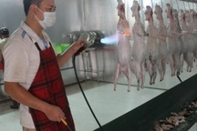 Cất bằng cử nhân, vợ chồng về quê nuôi loài răng dài, lãi 200 triệu đồng