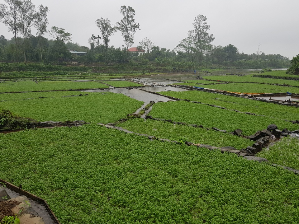 Người dân trồng rau đặc sản vùng giếng cổ lo thất thu vụ rau Tết - 1 Người dân trồng rau đặc sản vùng giếng cổ lo thất thu vụ rau Tết - 1