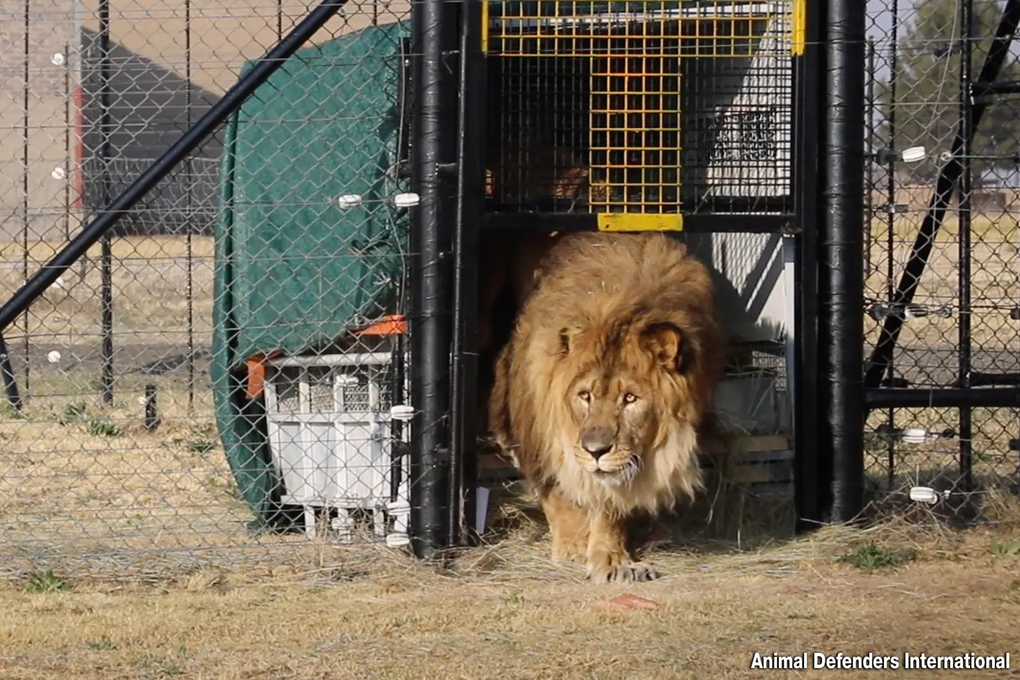 Ruben took his first step in his home country of South Africa after many years (Photo: ADI).