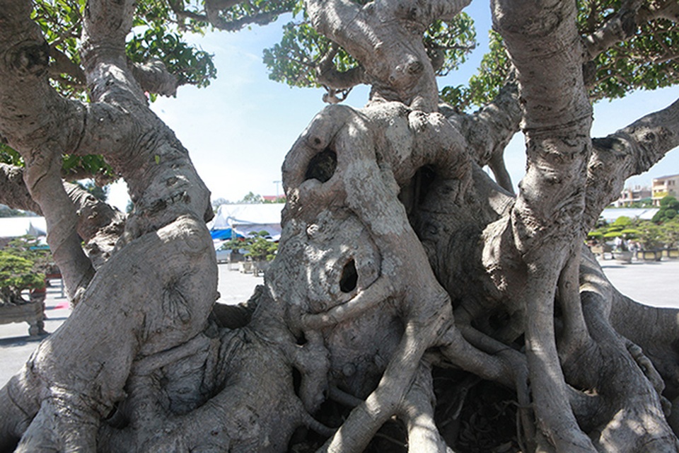 Sanh cổ của đại gia Bắc Ninh, 30 năm trước mua 7 triệu đồng, giờ lên 10 tỷ đồng - 8 Sanh cổ của đại gia Bắc Ninh, 30 năm trước mua 7 triệu đồng, giờ lên 10 tỷ đồng - 8