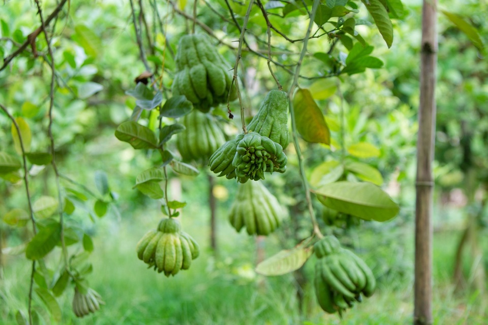 Phật thủ 2 triệu/quả thắt nơ chờ ngày trả khách trưng Tết - 3