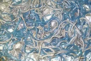 Bí ẩn hàng ngàn con giun trôi dạt vào bờ biển Philippines