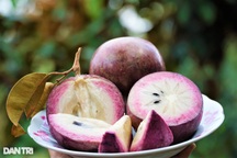 Trồng vú sữa lạ cho trái bốn mùa, anh nông dân rủng rỉnh thu 2 tỷ mỗi năm