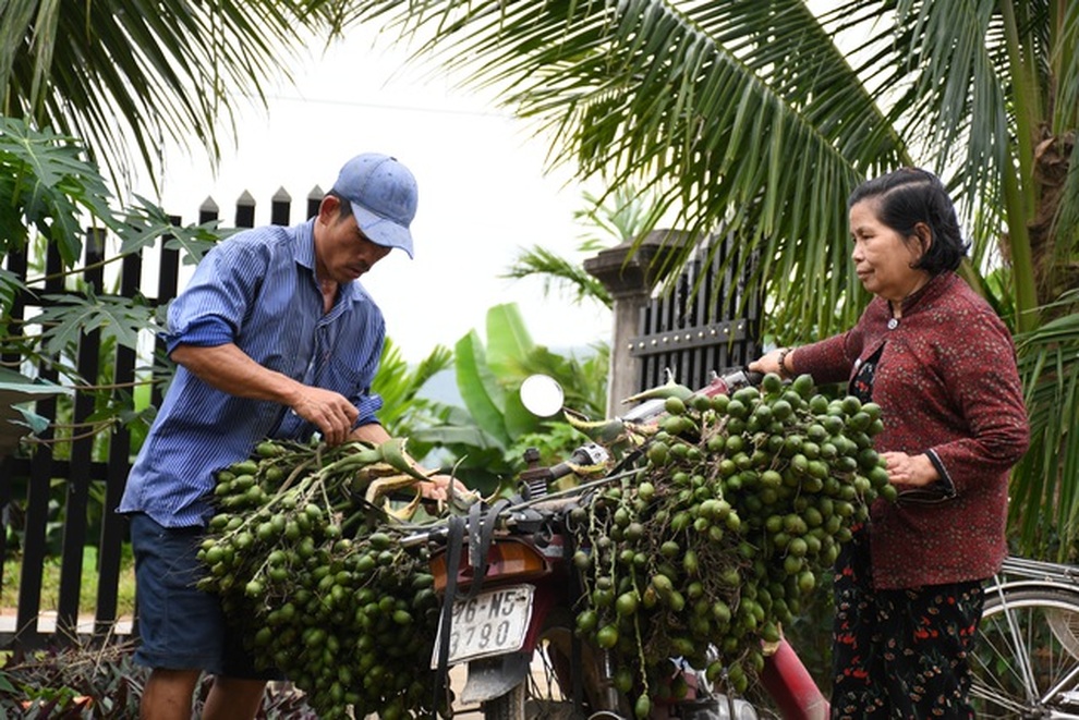 Một kg cau bằng 5 kg gạo, nông dân trúng đậm bất chấp dịch Covid-19 - 2 Một kg cau bằng 5 kg gạo, nông dân trúng đậm bất chấp dịch Covid-19 - 2