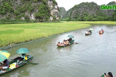 Bức tranh "Mục đồng thổi sáo" trên cánh đồng lúa đẹp nhất Việt Nam