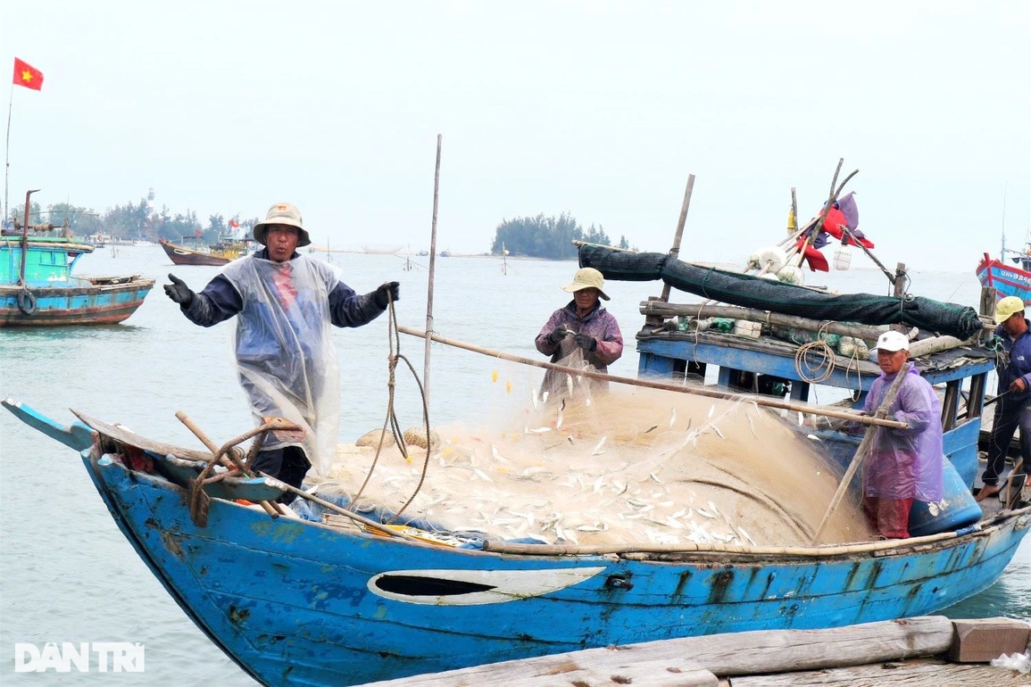 Trúng đậm cá trích đầu năm, ngư dân thu tiền triệu mỗi ngày - 2 Trúng đậm cá trích đầu năm, ngư dân thu tiền triệu mỗi ngày - 2
