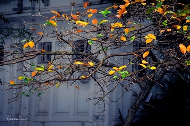 Chạm tay vào mùa đông Hà Nội