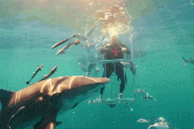 Ấn tượng màn lặn biển cùng... cá mập để mở hộp Galaxy S8