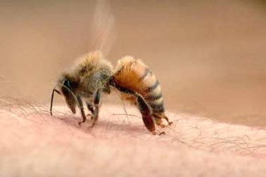 Bị ong đốt chớ hoảng hốt đập chết ong