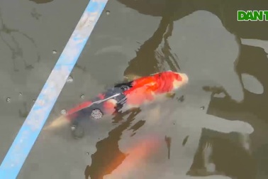 Người dân thích thú ngắm cá Koi Nhật Bản bơi lội ở sông Tô Lịch