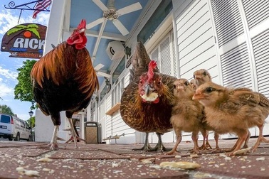 Lạ lùng hòn đảo bị hàng nghìn con gà hoang "xâm chiếm"