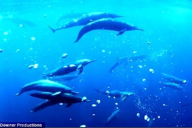 Rô-bốt cá heo, mực và rùa tiết lộ sự sống bí mật của các sinh vật biển