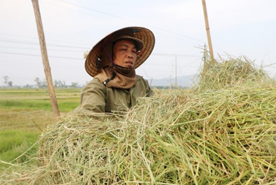 Hà Tĩnh: Dùng rơm làm áo cho hành, kiếm hàng chục triệu đồng - 6 Hà Tĩnh: Dùng rơm làm áo cho hành, kiếm hàng chục triệu đồng - 6
