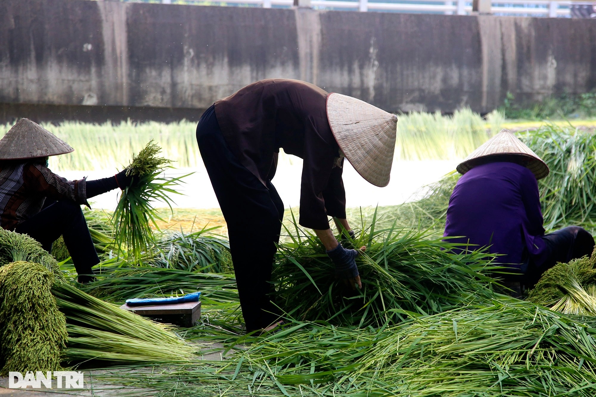 Nghề cốm Mễ Trì: Tự trồng lúa, làm khép kín từ A đến Z - 14 Nghề cốm Mễ Trì: Tự trồng lúa, làm khép kín từ A đến Z - 14