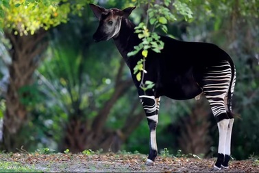 Kỳ lạ sinh vật giống như ngựa vằn, nhưng lại có mối quan hệ với hươu cao cổ