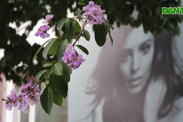 Mùa hoa bằng lăng tím lãng mạn ở Hà Nội