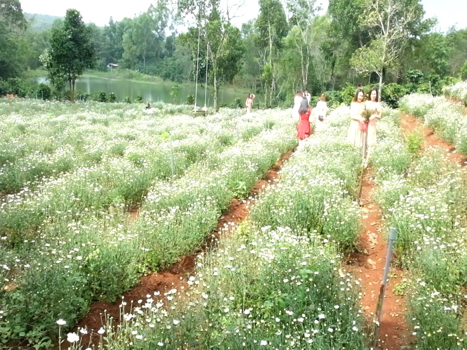 Du khách thích thú trải nghiệm vẻ đẹp vườn cúc họa mi trên vùng “đất lửa”! - 5 Du khách thích thú trải nghiệm vẻ đẹp vườn cúc họa mi trên vùng “đất lửa”! - 5