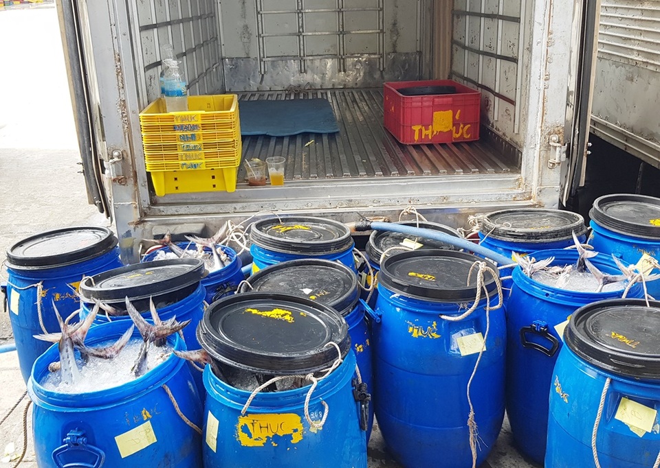 Khánh Hòa: Ngư dân trúng đậm lộc biển, thu về 100-200 triệu đồng đầu xuân - 6 Khánh Hòa: Ngư dân trúng đậm lộc biển, thu về 100-200 triệu đồng đầu xuân - 6