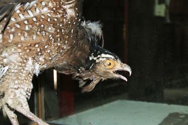 Chim đại bàng được dân làng ướp xác, trông giữ suốt 13 năm