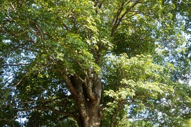 Cây trôm 100 tuổi được công nhận là cây di sản Việt Nam