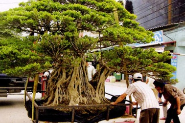 Những “siêu cây cảnh” triệu đô